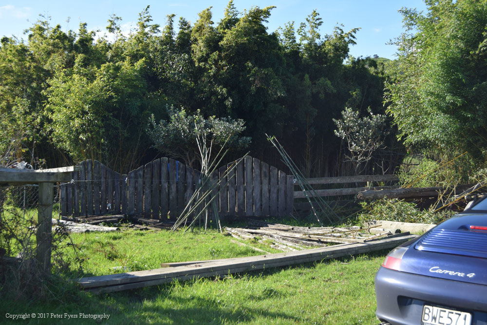 Bamboo on Fyers Farm