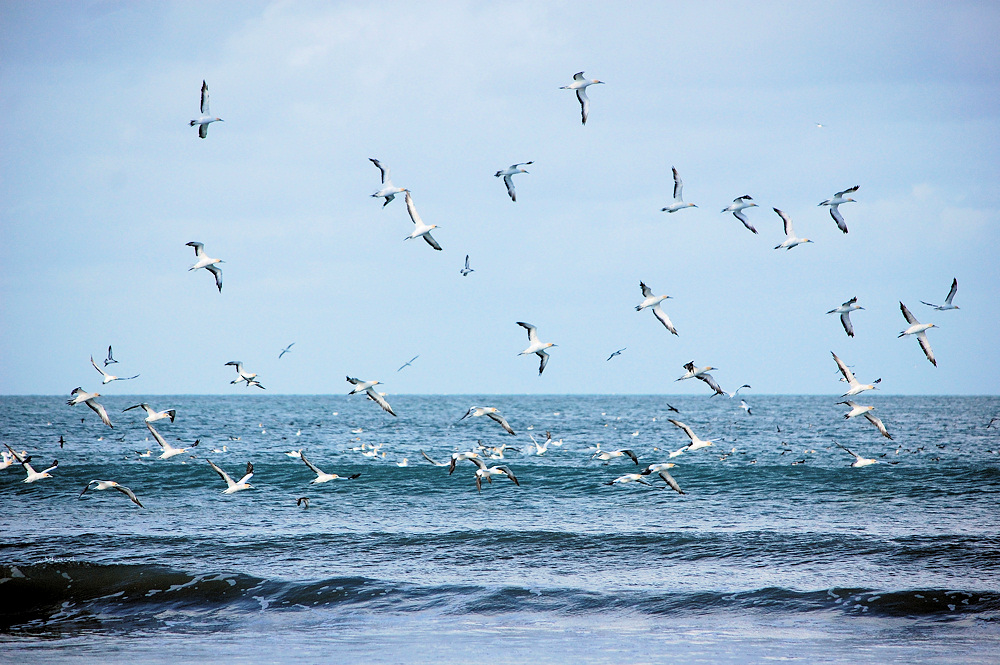 03_Gannets 0136